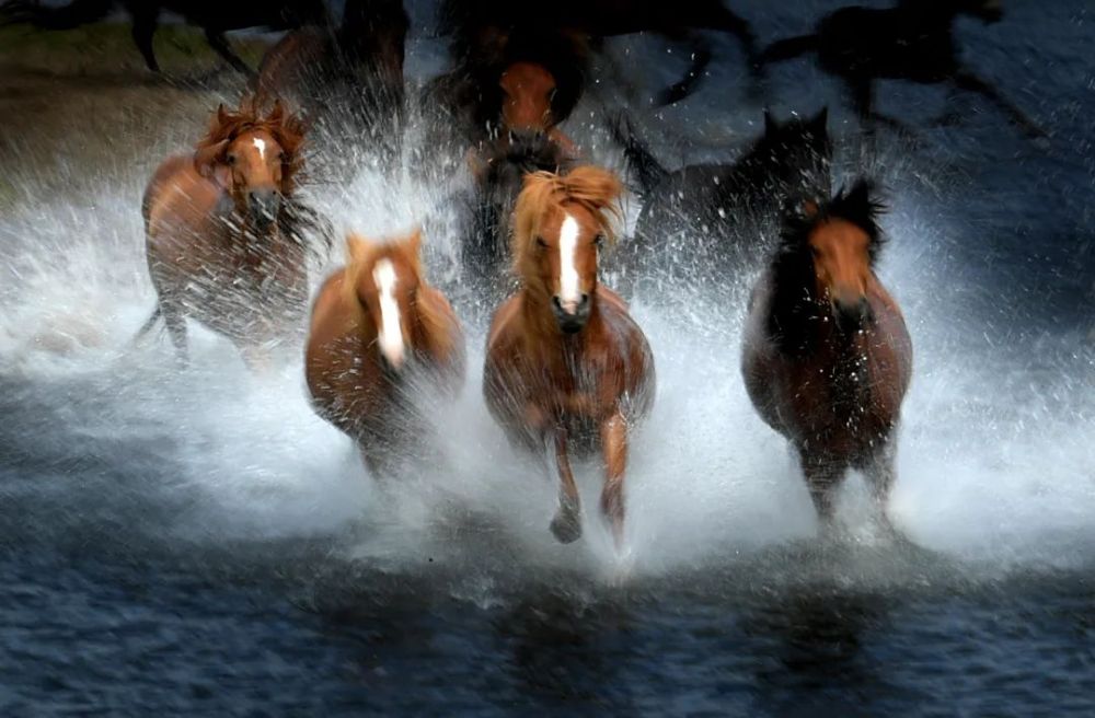 万马奔腾向未来——内蒙古弘扬蒙古马精神推动高质量发展