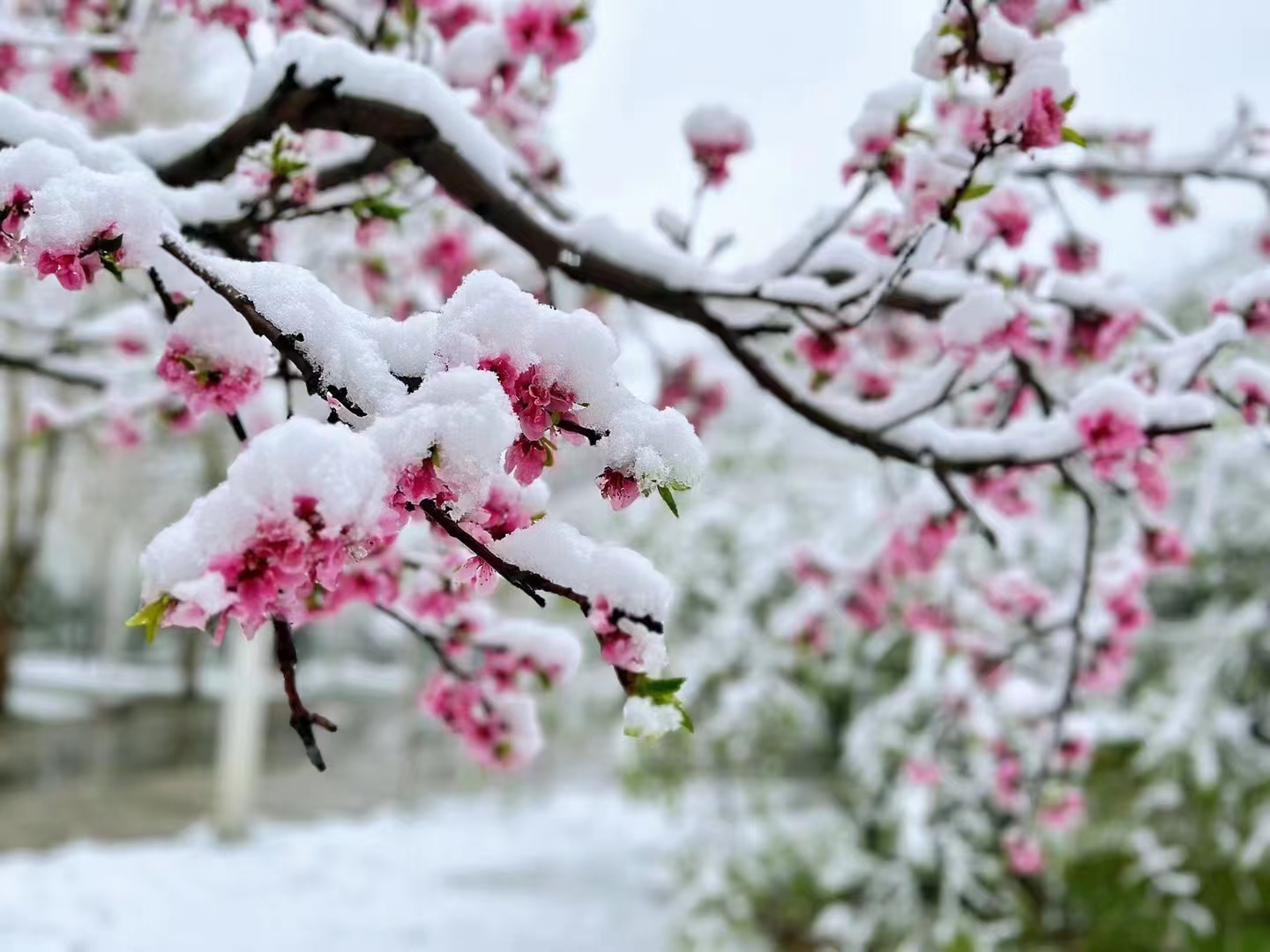 北京三月桃花雪图片