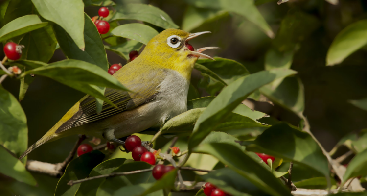 繡眼鳥吃什麼飼料