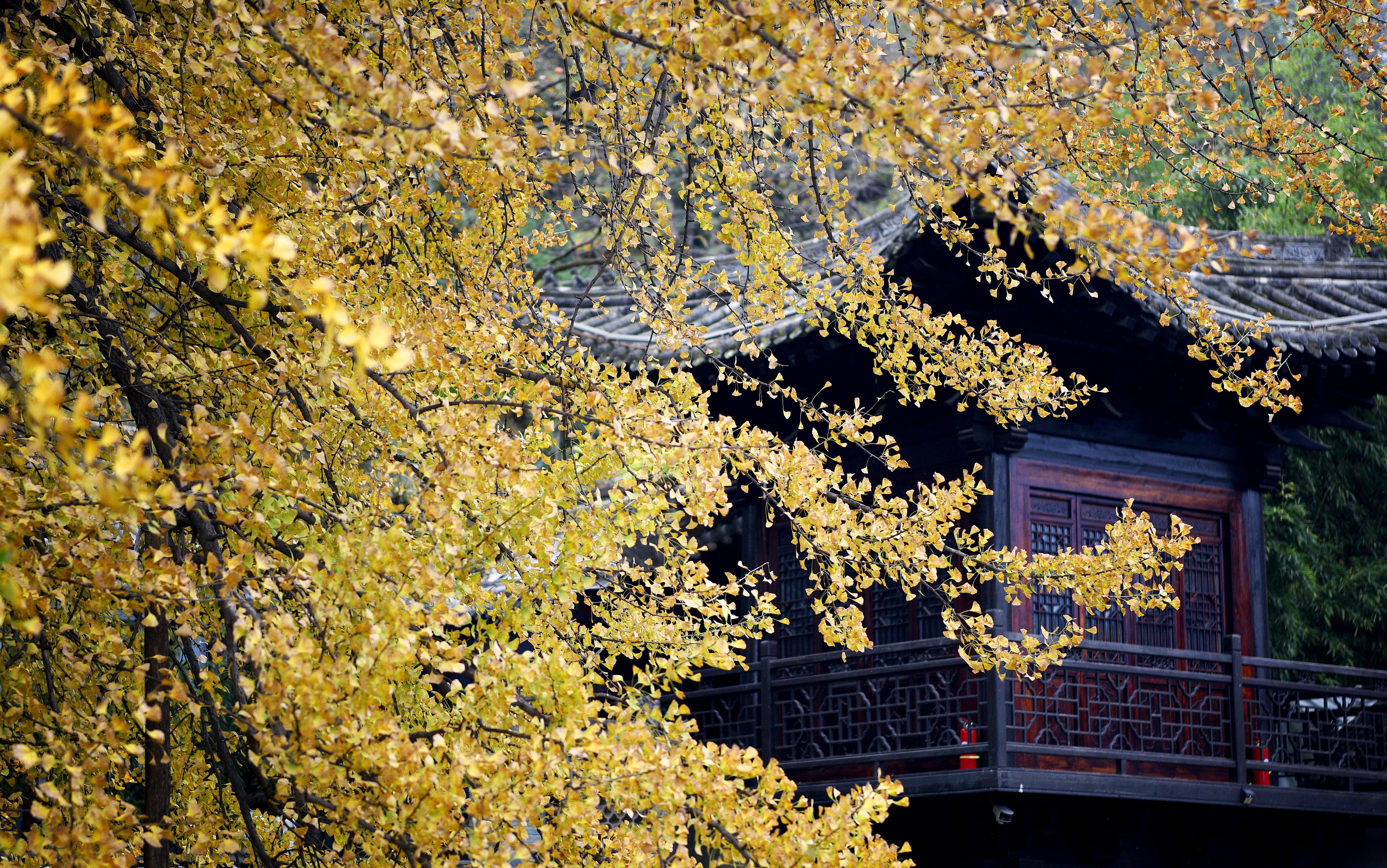 (环境)西安:古刹千年银杏"披金甲"