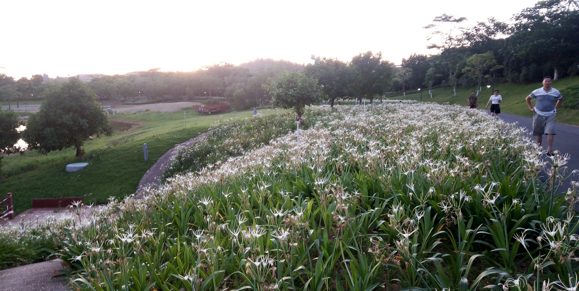 深圳龍崗紅花嶺公園現在開滿了蜘蛛蘭,帶你們去看看啦