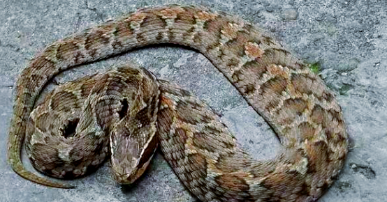 这一中药材,在民间有着多个俗称,如土球子,土谷蛇,土布袋,土狗子蛇等