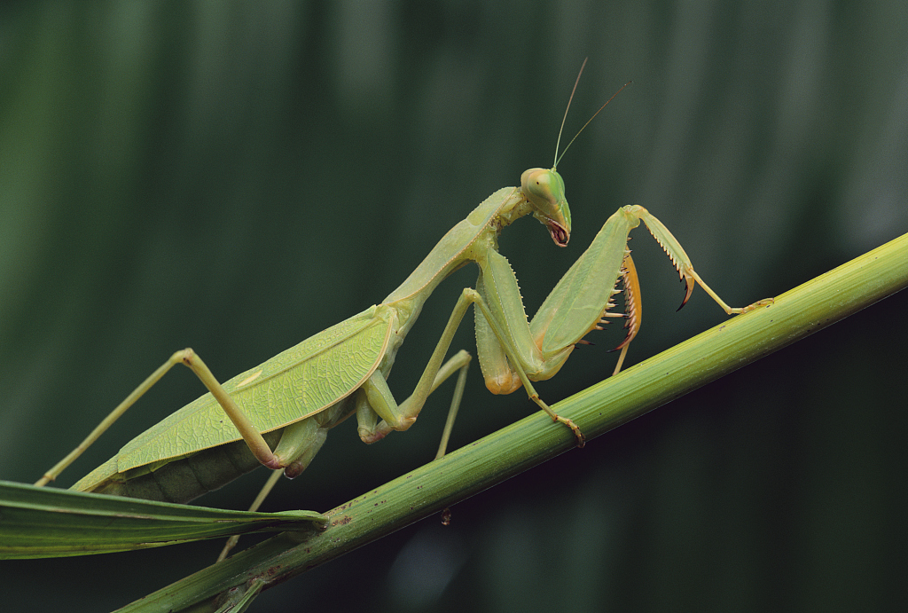 日本京都大学研究发现:螳螂"投河自尽",幕后黑手是它!