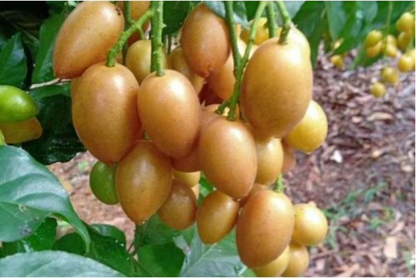 海南特产黄皮果:独特风味与丰富营养的水果佳品