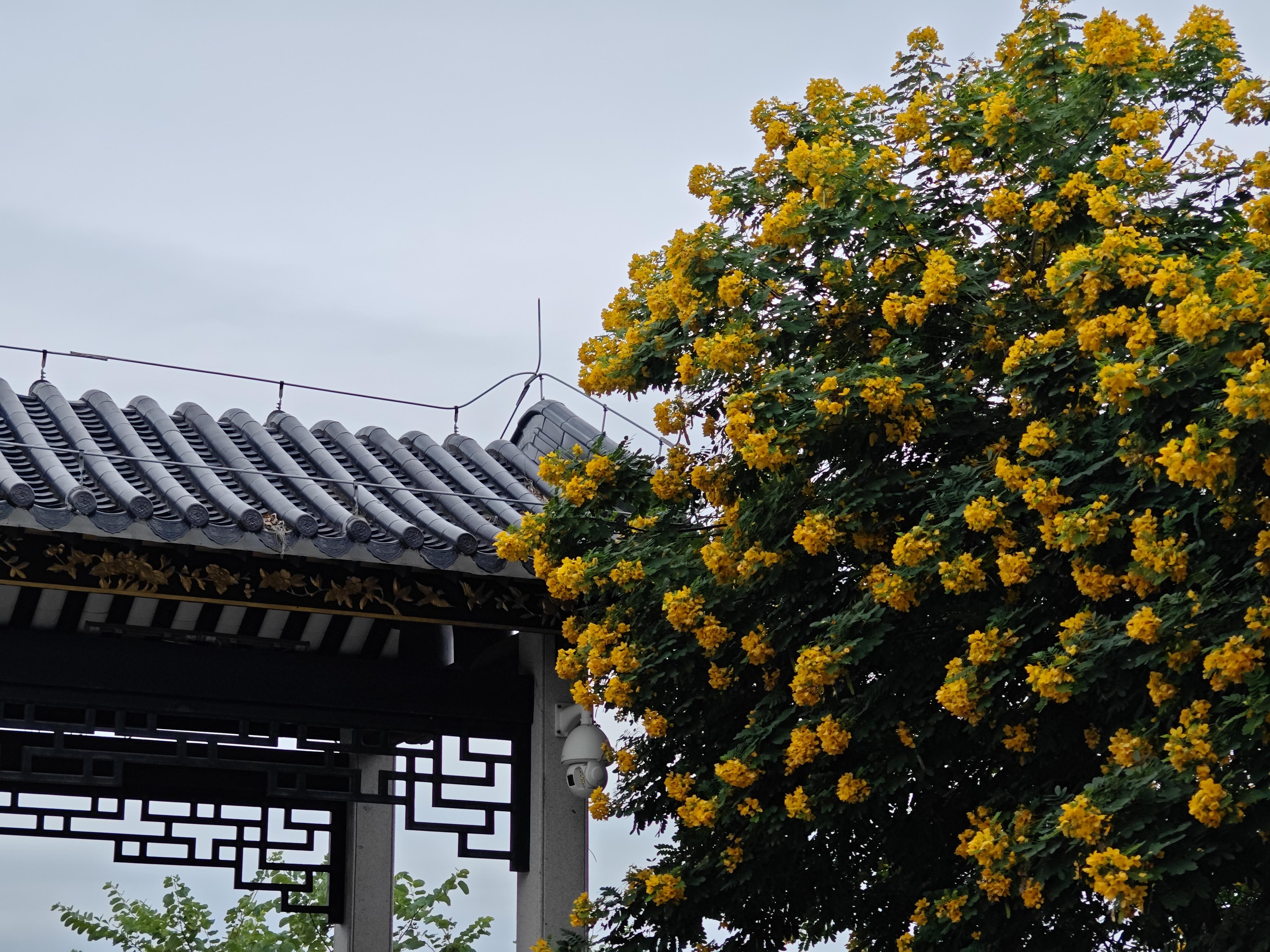 珞珈山樱花植花都,广州新增一处景观打卡地