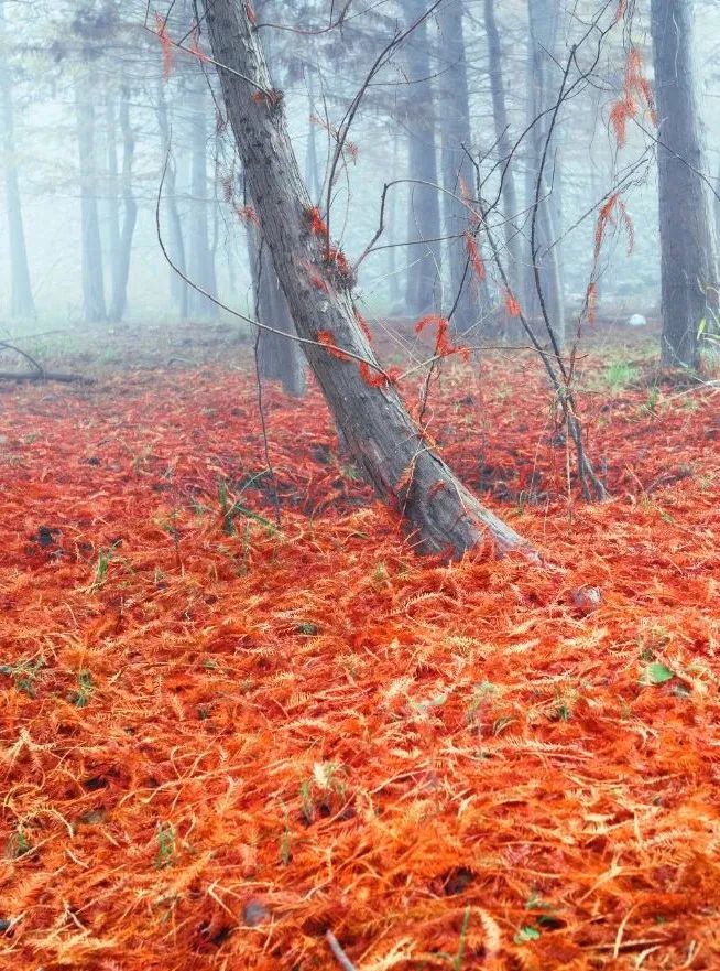 宁国红杉林已进入颜值巅峰,周末必须安排!