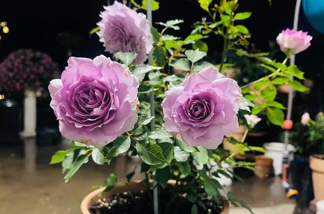 中国现代月季:照夜清(zhaoyeqing)