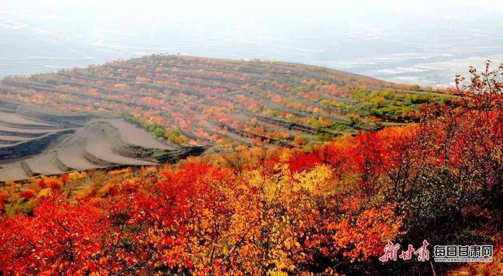 金色田园如油画 深秋会宁乡村美