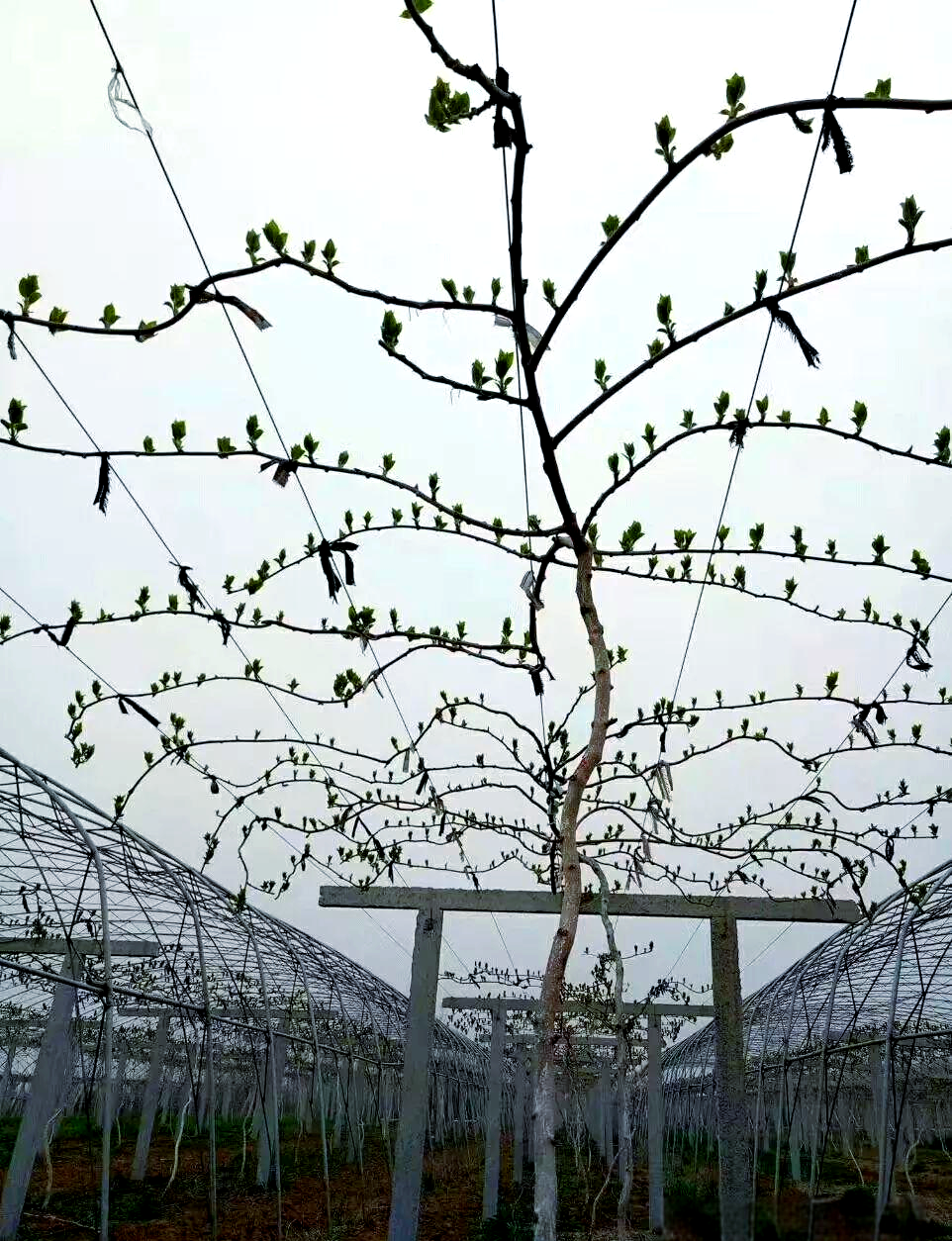 软枣猕猴桃种植全攻略:从选地到除草的实用技巧