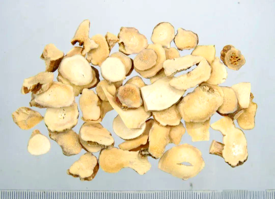 中药材穿山龙的详细介绍与多种功效