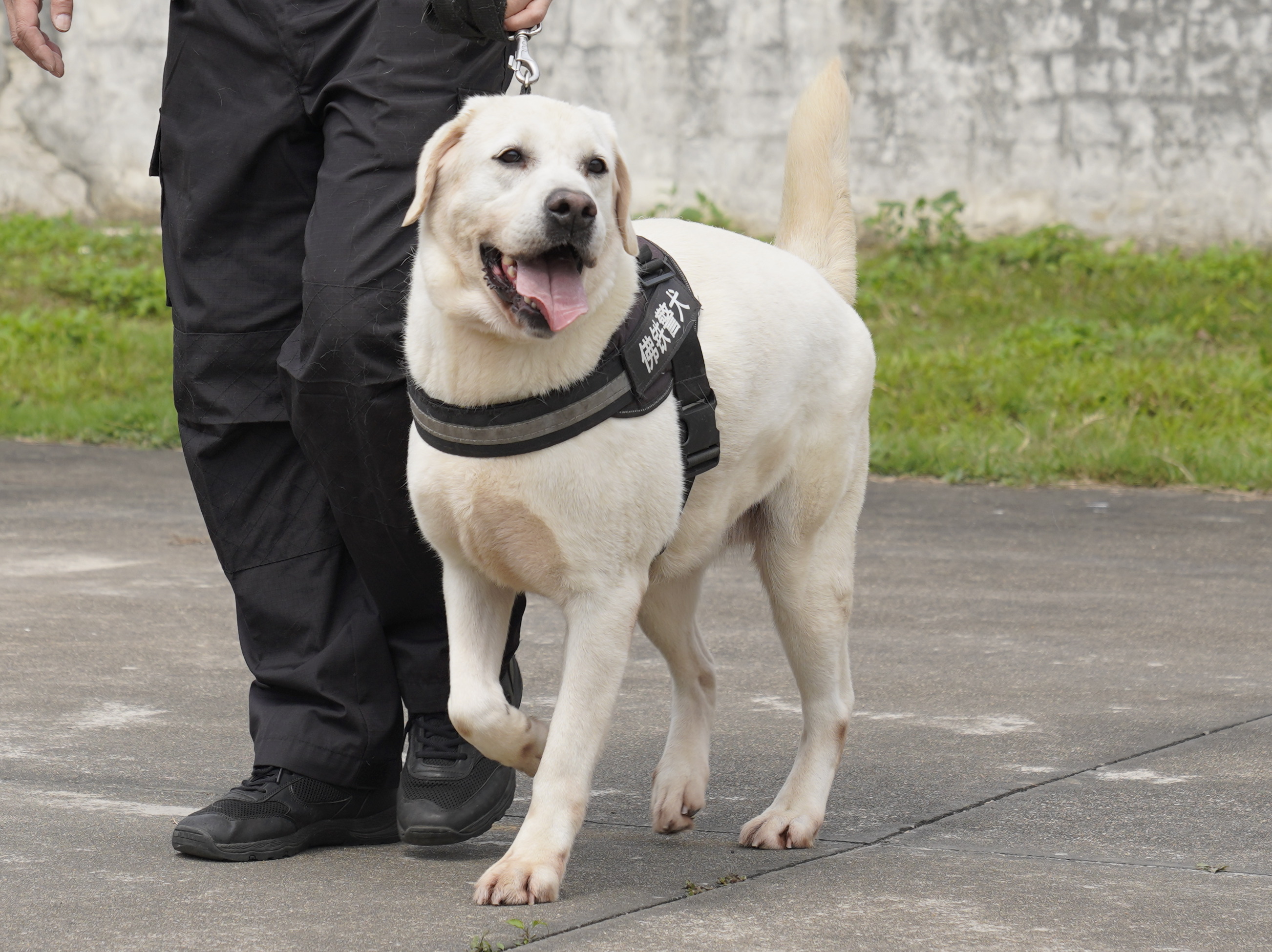 警犬照片大全图片大全图片