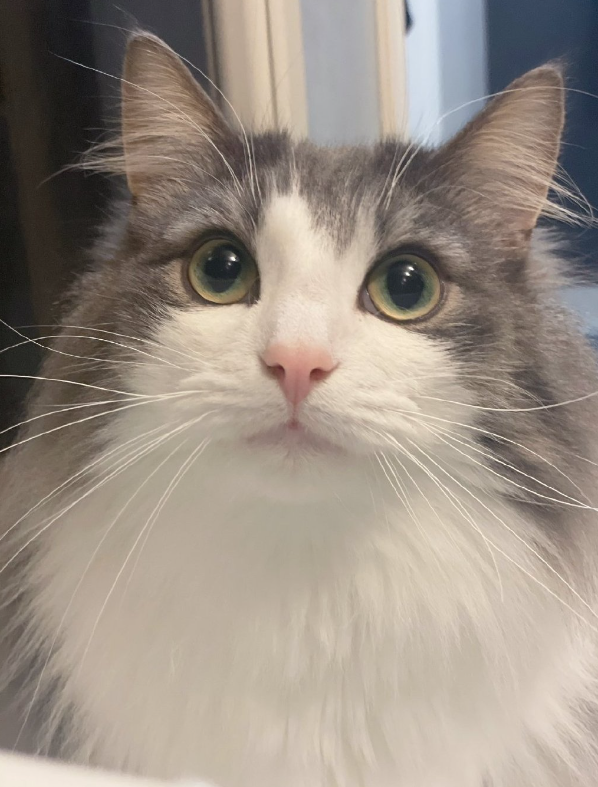 "但当铲屎官叫一声猫咪的名字,猫猫的眼神马上变了.