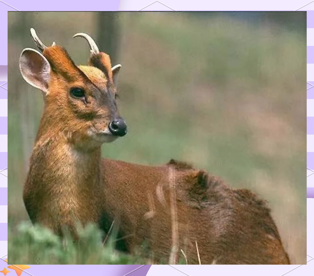 遂昌野生动物探秘:黄麂的呆萌生活与绝活表演