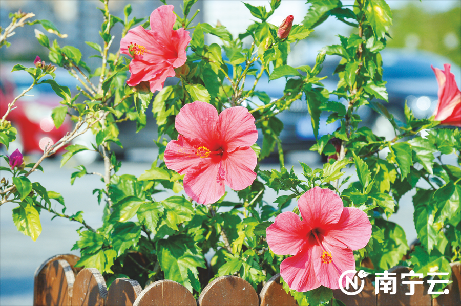 惊艳南宁市花朱槿花在广州塔绽放