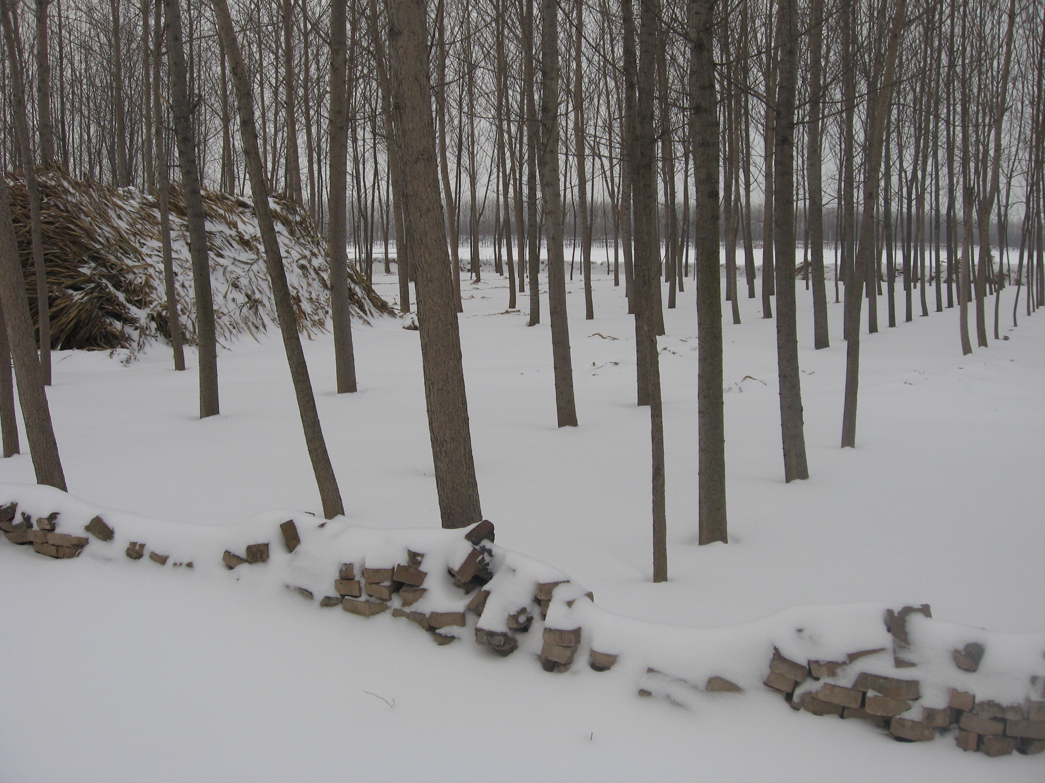 菏泽2009年过年大雪