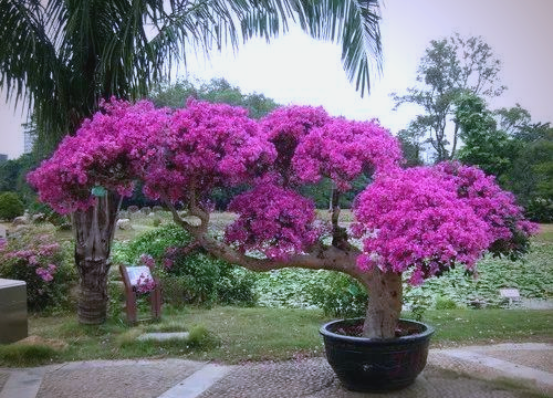 三角梅:赞比亚的国花与我国多市的市花