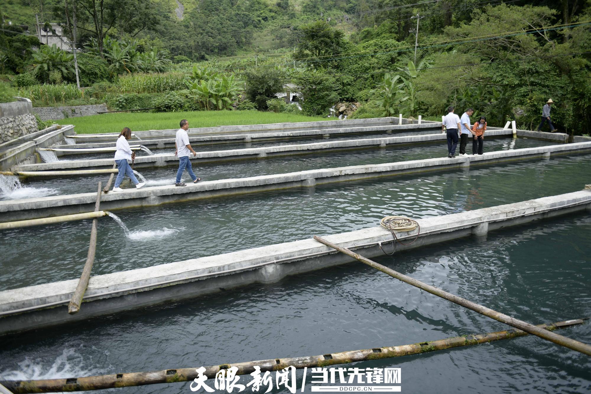 安龙:"泉水"养殖生态鱼 注入集体经济新活力