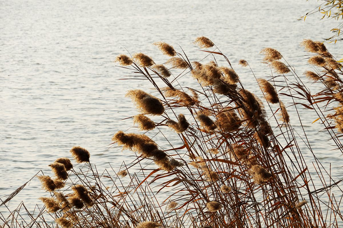 王昌龄被选入唐诗三百首的两首乐府诗:塞上曲苍凉,塞下曲悲壮