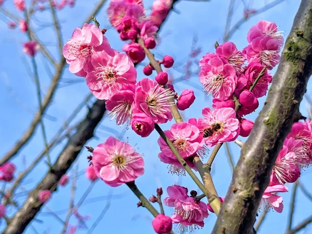 抓住梅花的尾巴