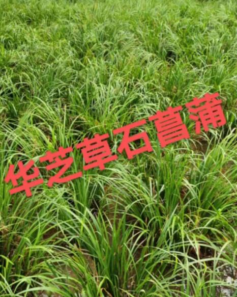 湖北祥之隆生态农业开发有限公司华芝草石菖蒲草药怎么样?