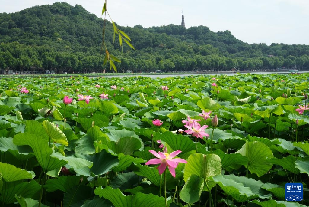 杭州西湖夏荷争艳