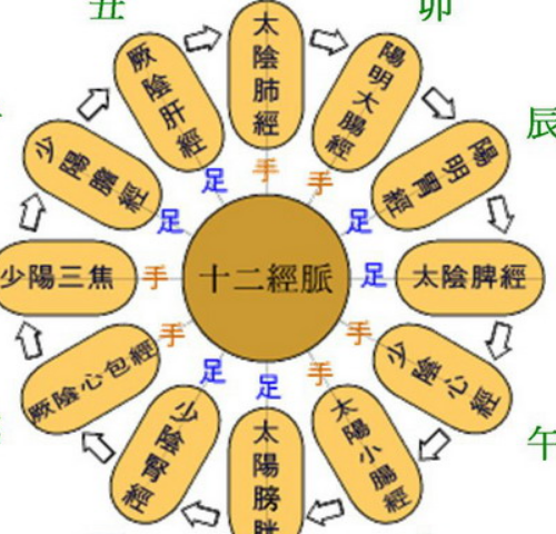 十二經脈歌訣順口溜