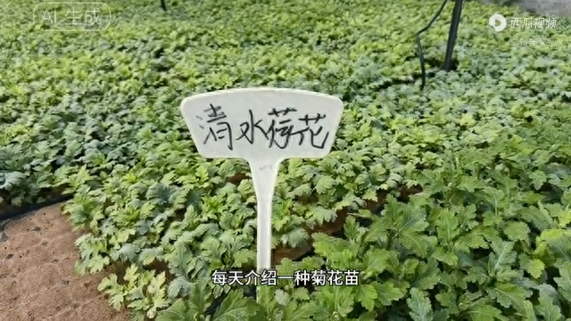 开封菊花苗种植批发基地-品种菊"清水荷花"菊花苗