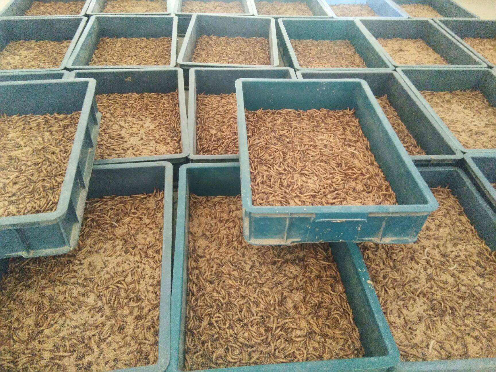 农村少女养殖大麦虫致富,400多平方米房间摆放上千个养殖盆