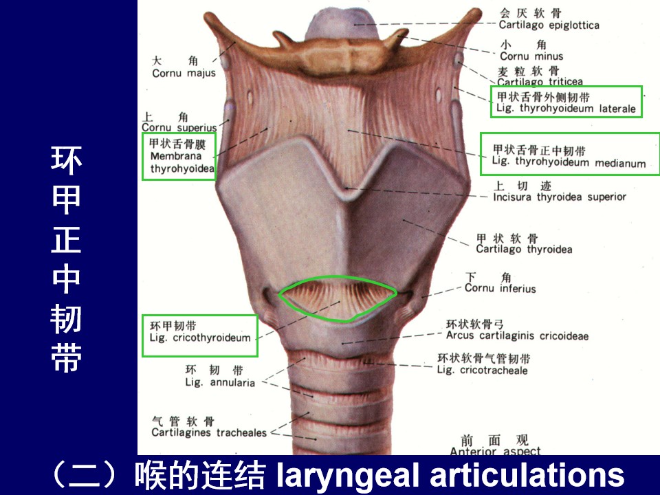 喉咙结构图颈部图片
