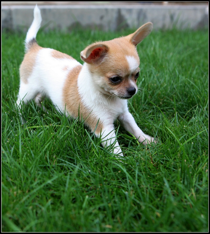 你知道怎样区分博美和吉娃娃吗