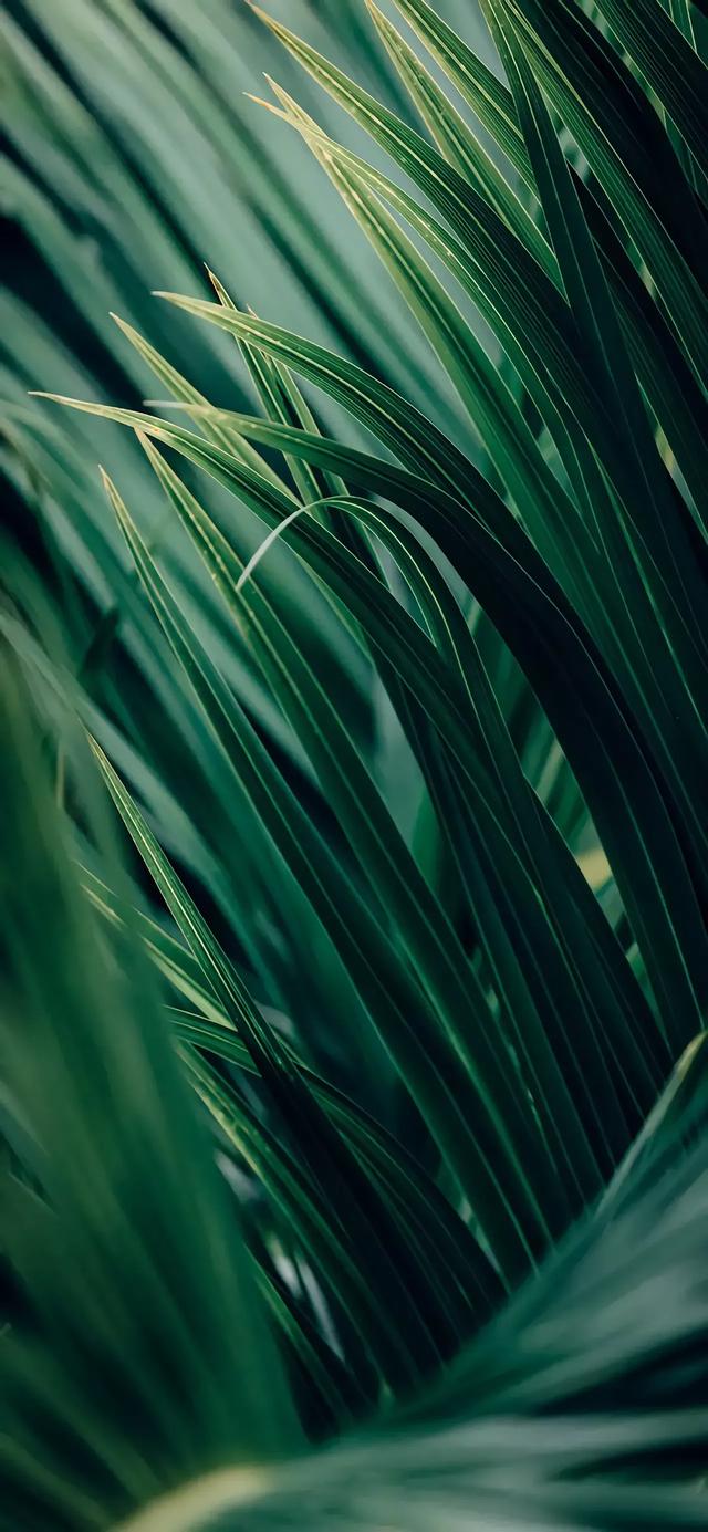 植物花卉高清壁纸:护眼,唯美小清新,挺养眼的