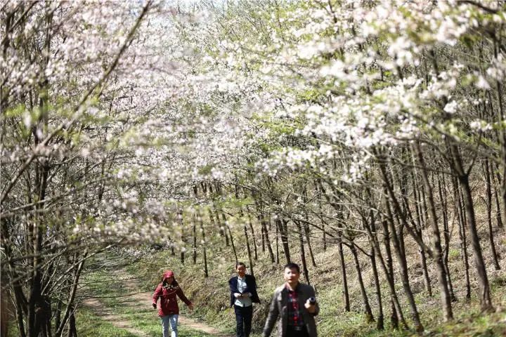 美如画!阿依山的樱花盛开啦!