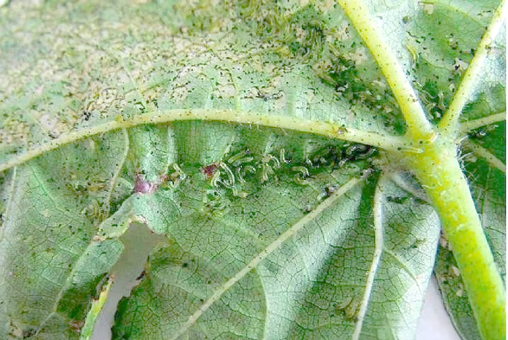 夜蛾:偏爱甜食的昆虫,常陷入人类设下的死亡陷阱