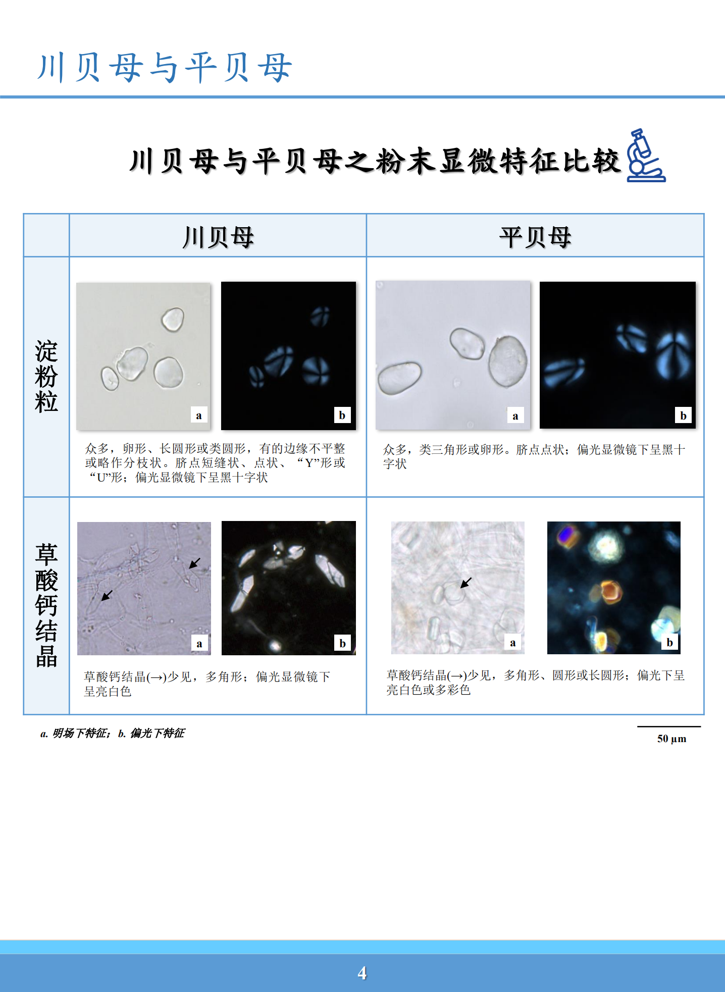 川贝母粉末显微特征图图片