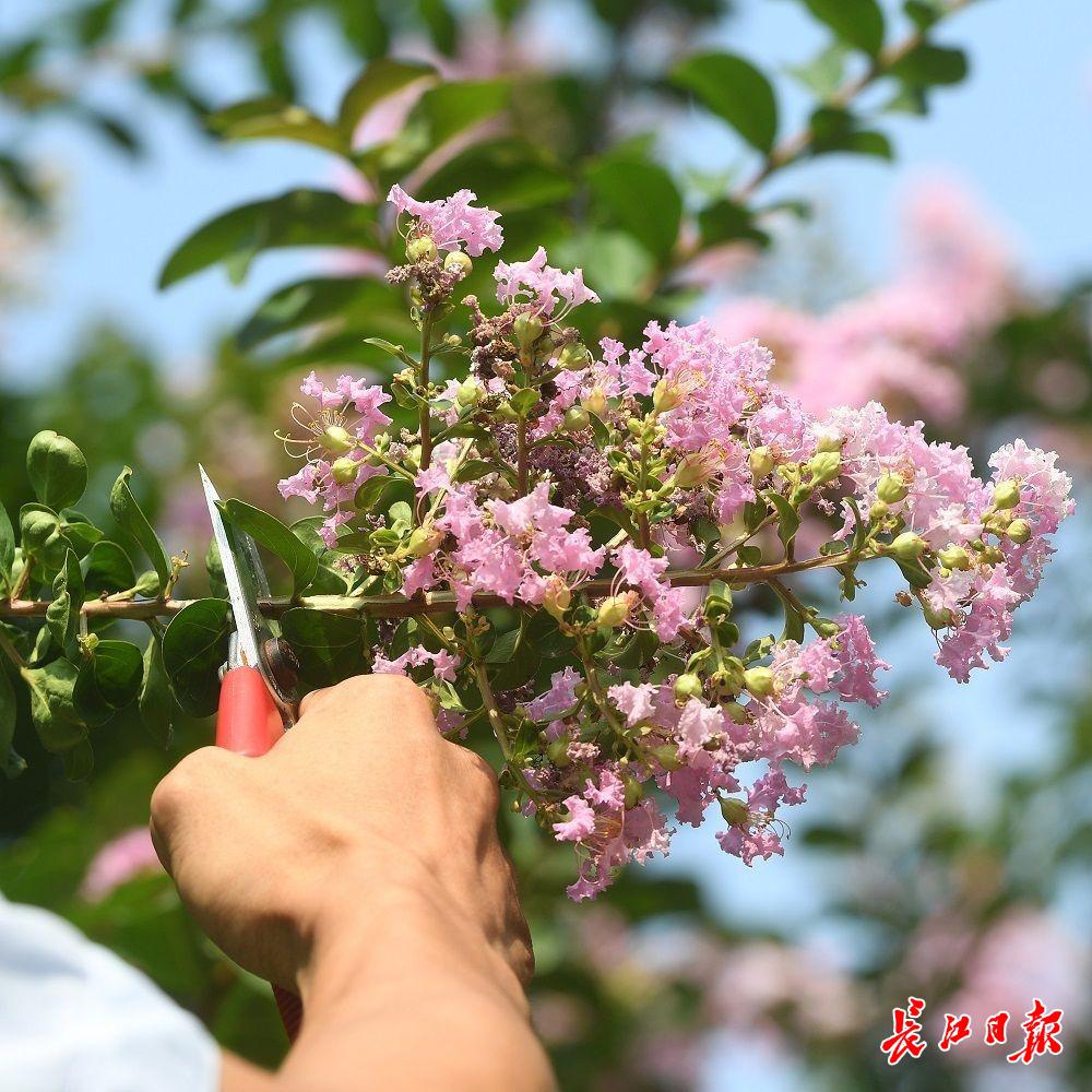 宝岛公园高级工程师胡展对第一次开花后紫薇花枝修剪,让紫薇的花期