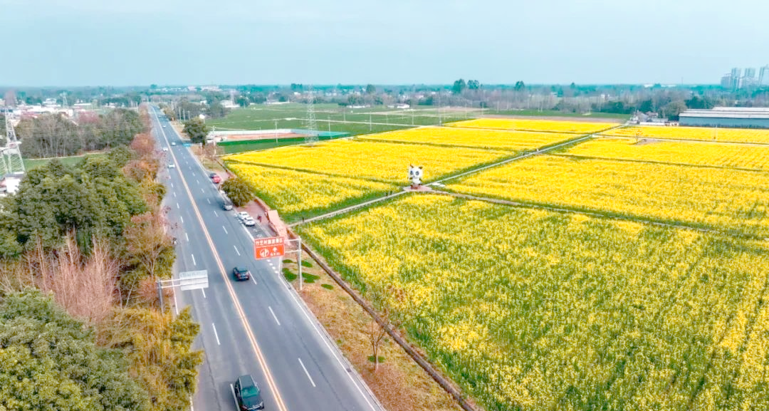 从崇州到道明,油菜花海让你流连忘返