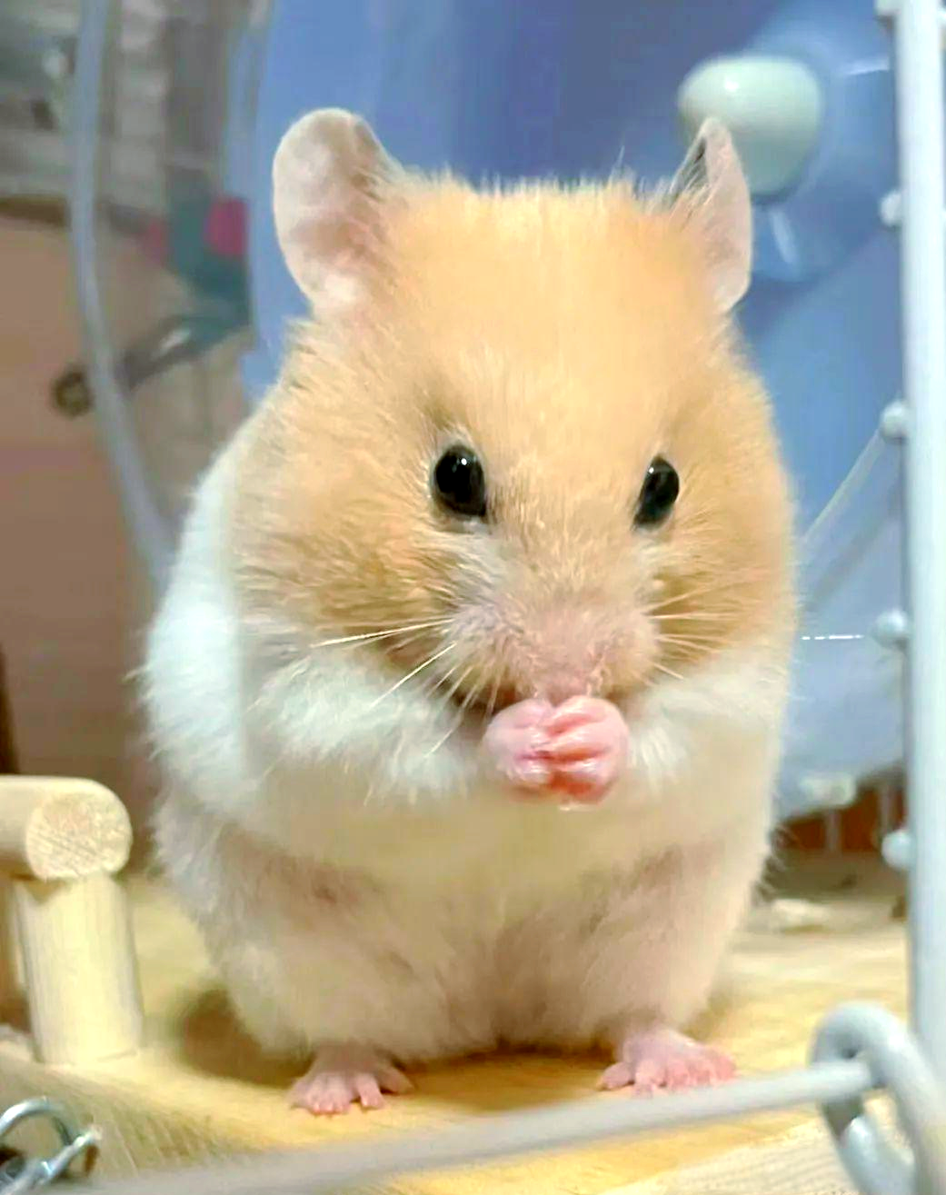 新手养仓鼠,这些准备事项你需了解