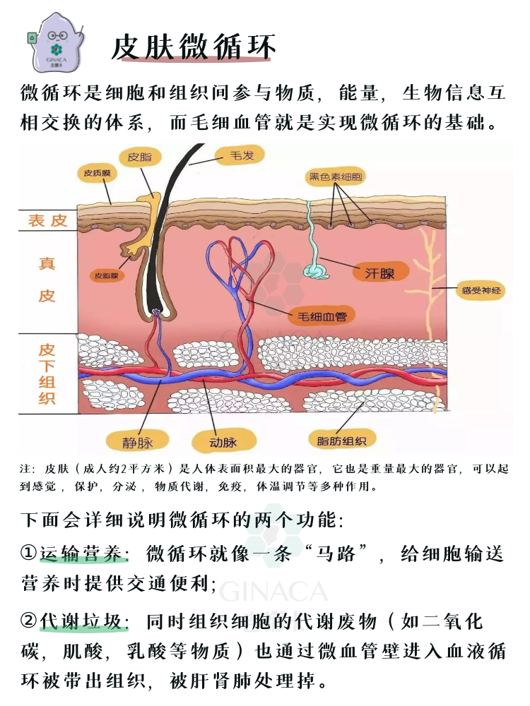 抗初老之皮肤微循环!科普级皮肤手册