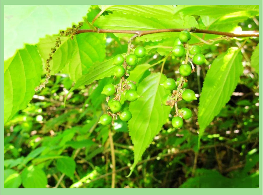 小通草的药理特性及其应用详解