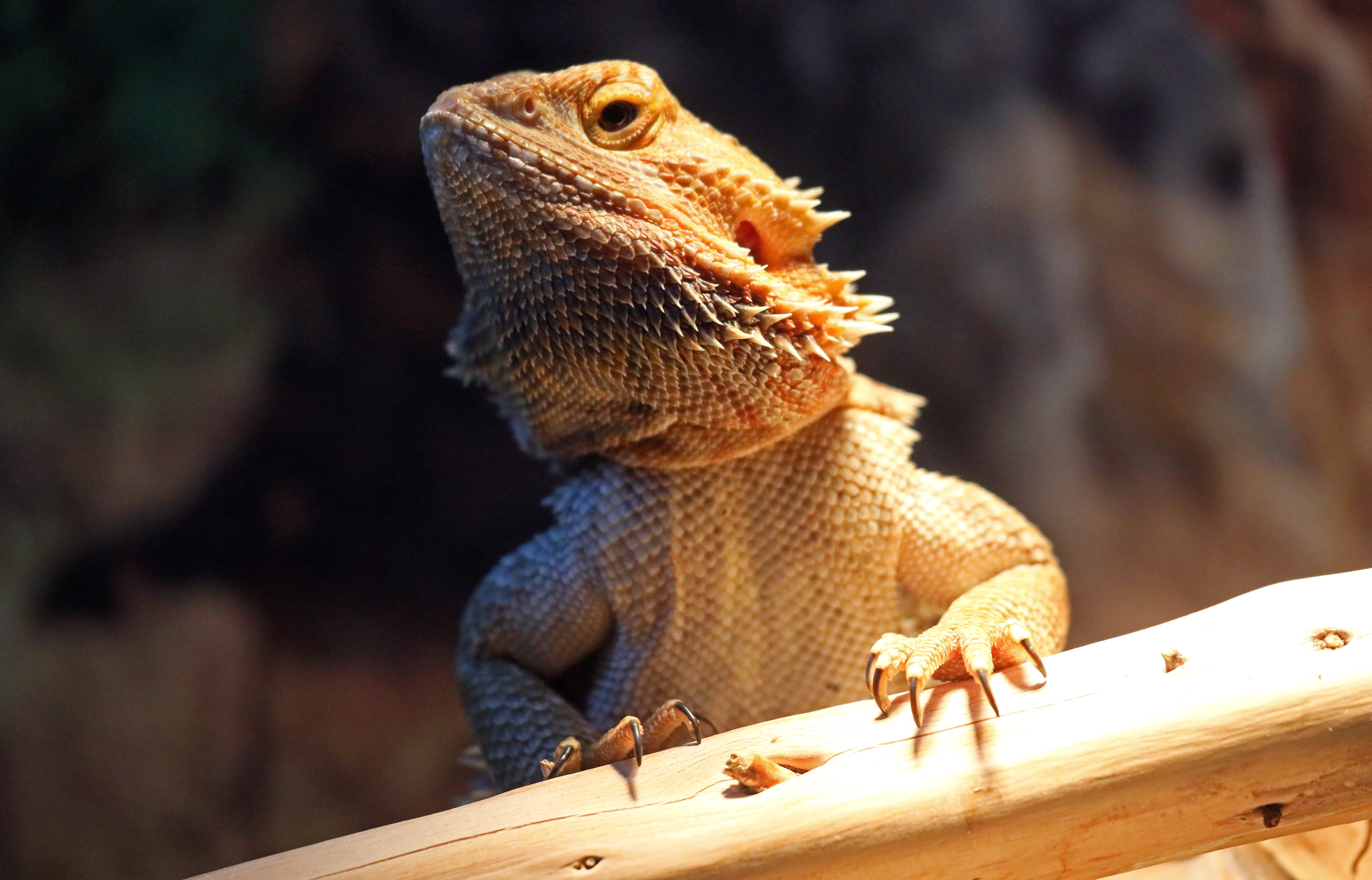 俄罗斯动物园里的爬行动物