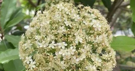 石楠开花期