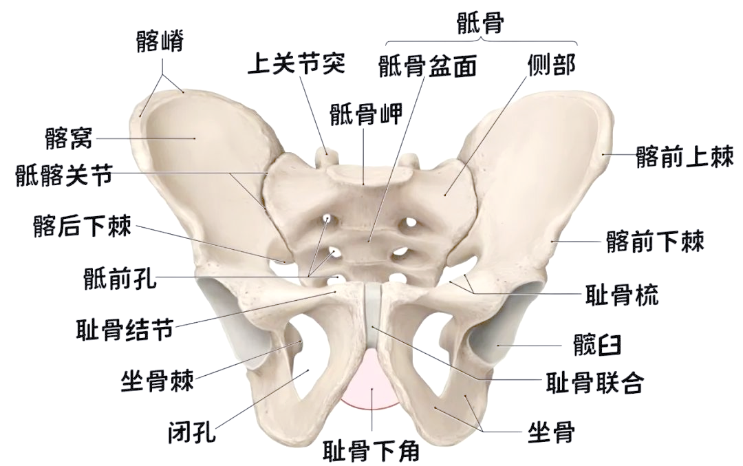 「探索骨盆奥秘」揭秘骨盆的众多重要细节!