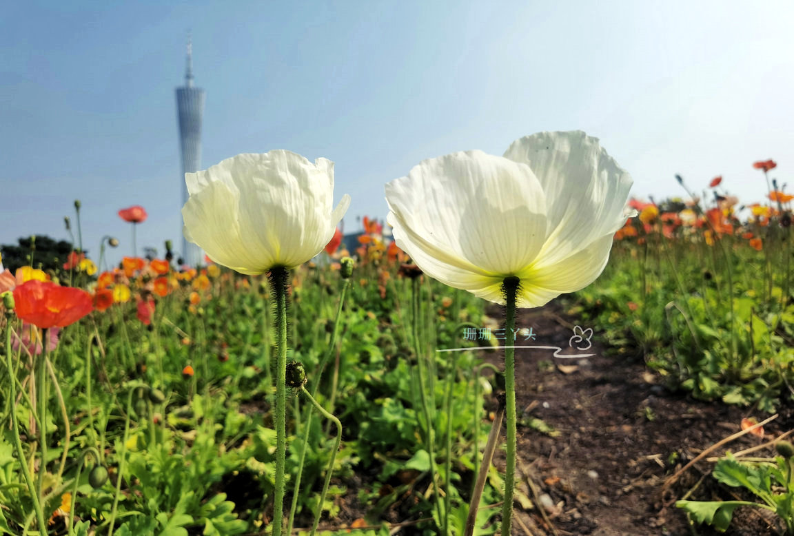 广州这片色彩斑斓的"虞美人"花海,在海心桥旁边,叹:视觉盛宴