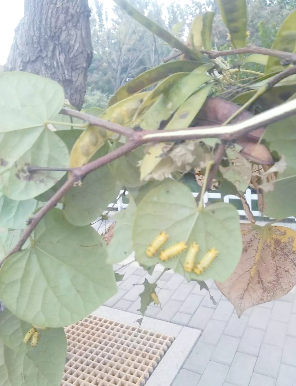 市区白蜡树虫害来袭:刺蛾幼虫出现与园林防治对策