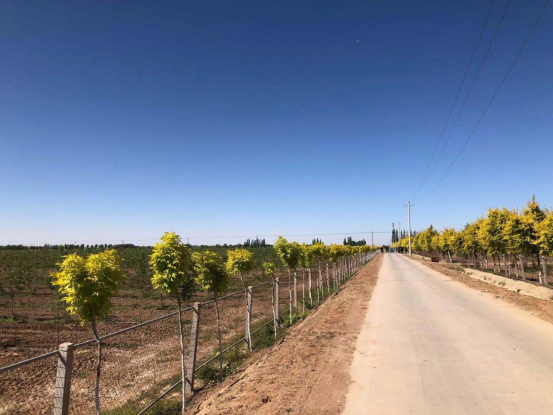 五原县复兴镇庆生村固定党日齐劳动,美化庆生宜居村