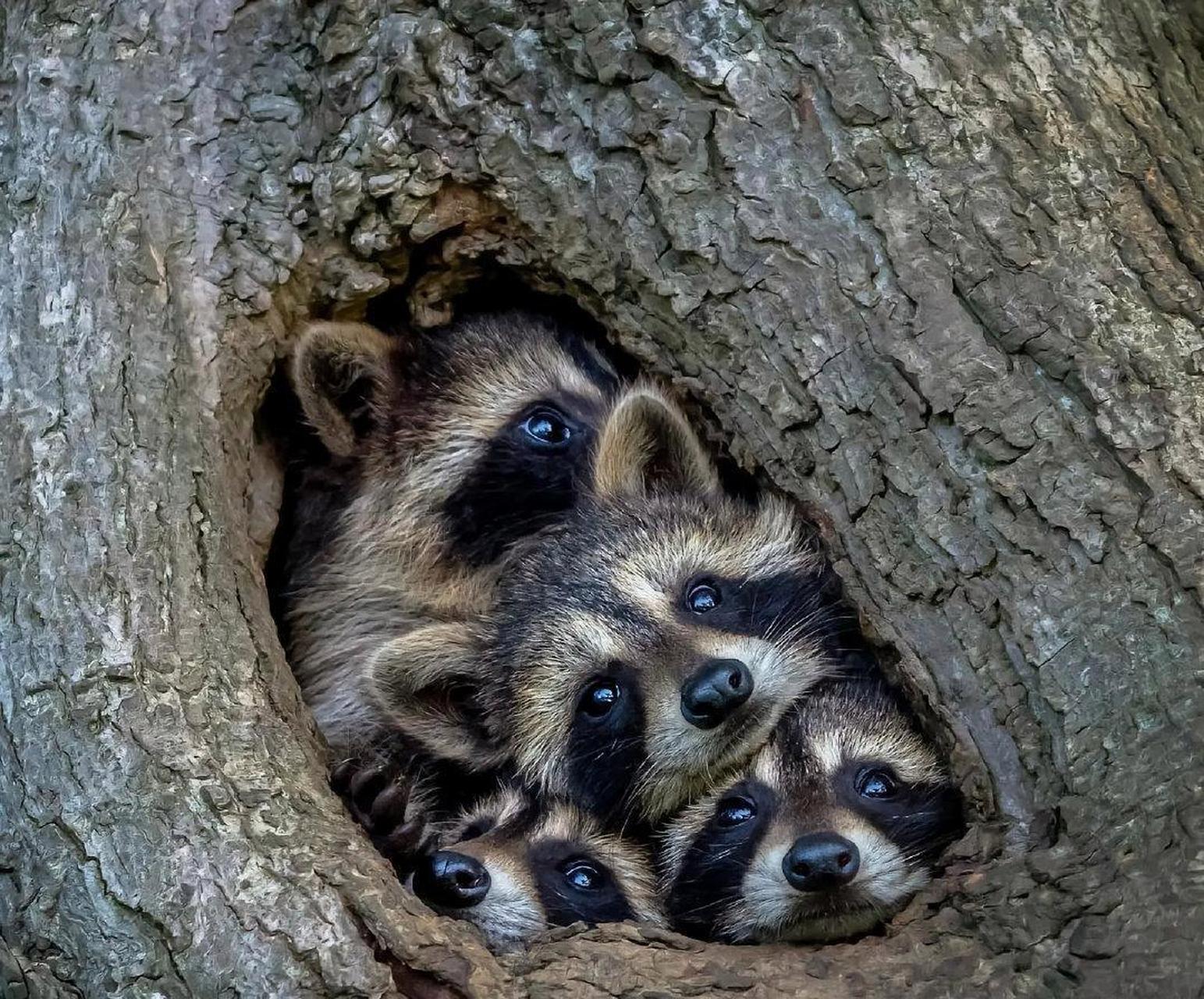 小浣熊一家子挤在一个小树洞里,肯定很暖和吧!