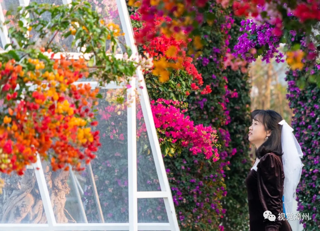 绝美!福建漳州三角梅花海冬日怒放