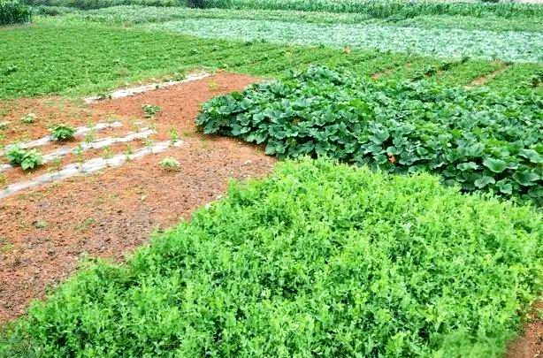 苦参·印楝素:天然植物防虫剂的创新应用与优势