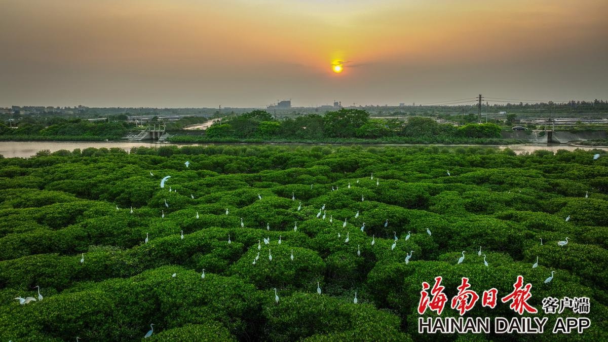 组图|海口东寨港红树林生态修复显成效:树绿水清鸟翩跹