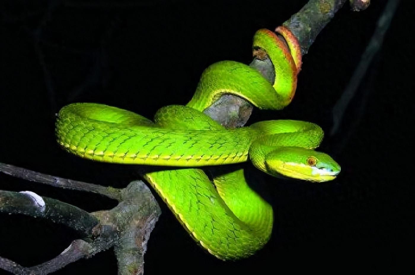 广东一商场停车场惊现毒蛇竹叶青!有多毒?比五步蛇还强20倍